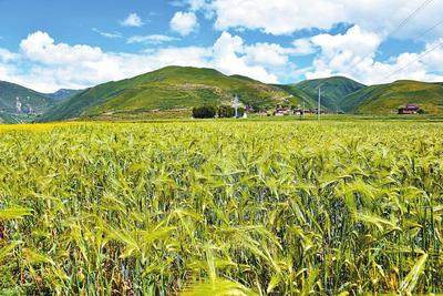 品種改良、規范種植、產品開發 一粒小青稞 托起農牧民致富大產業