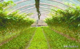 銘途農業 大棚內持續整年種植作物的經驗方法,收入翻倍不是問題