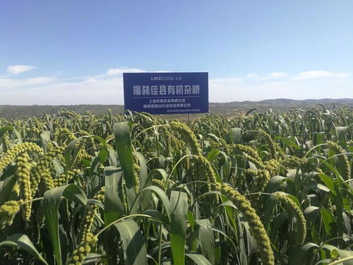 好粥相伴隨,每天好心情