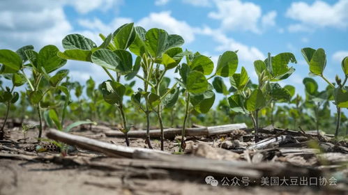 新鮮出爐 2024年度美國大豆種植面積和季度庫存報告