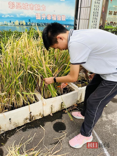 男生在運動會上成績優異喜提一個南瓜,學校自種20多種農作物作為學生獎品