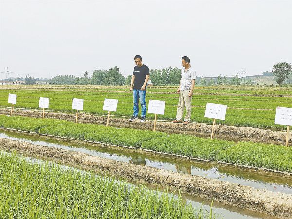 夏耕夏種農事忙--陜西各地開展夏季種植農作物見聞