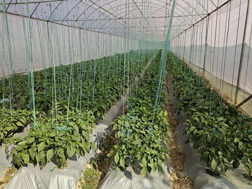 霸王級 寒潮來襲,佛山人暖暖跨年有一套 元旦假期天氣