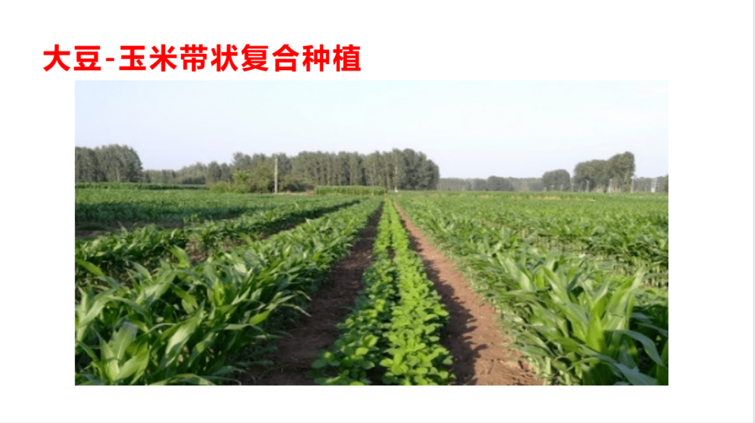 大豆玉米帶狀復合種植技術