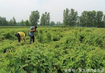 農民種植一種農作物,三畝凈賺4.5萬元,為什么放棄種植?