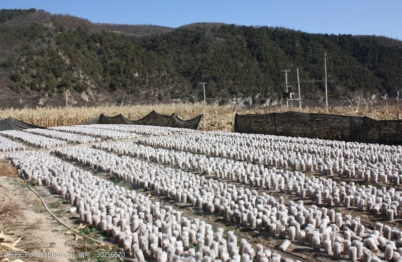 蘑菇種植基地圖片素材