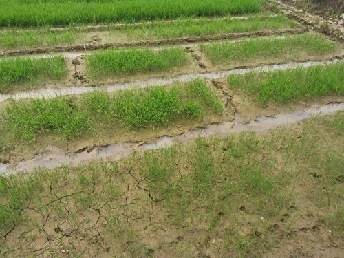 川報觀察 四川整體旱情趨于中旱,農作物受旱面積352.2萬畝