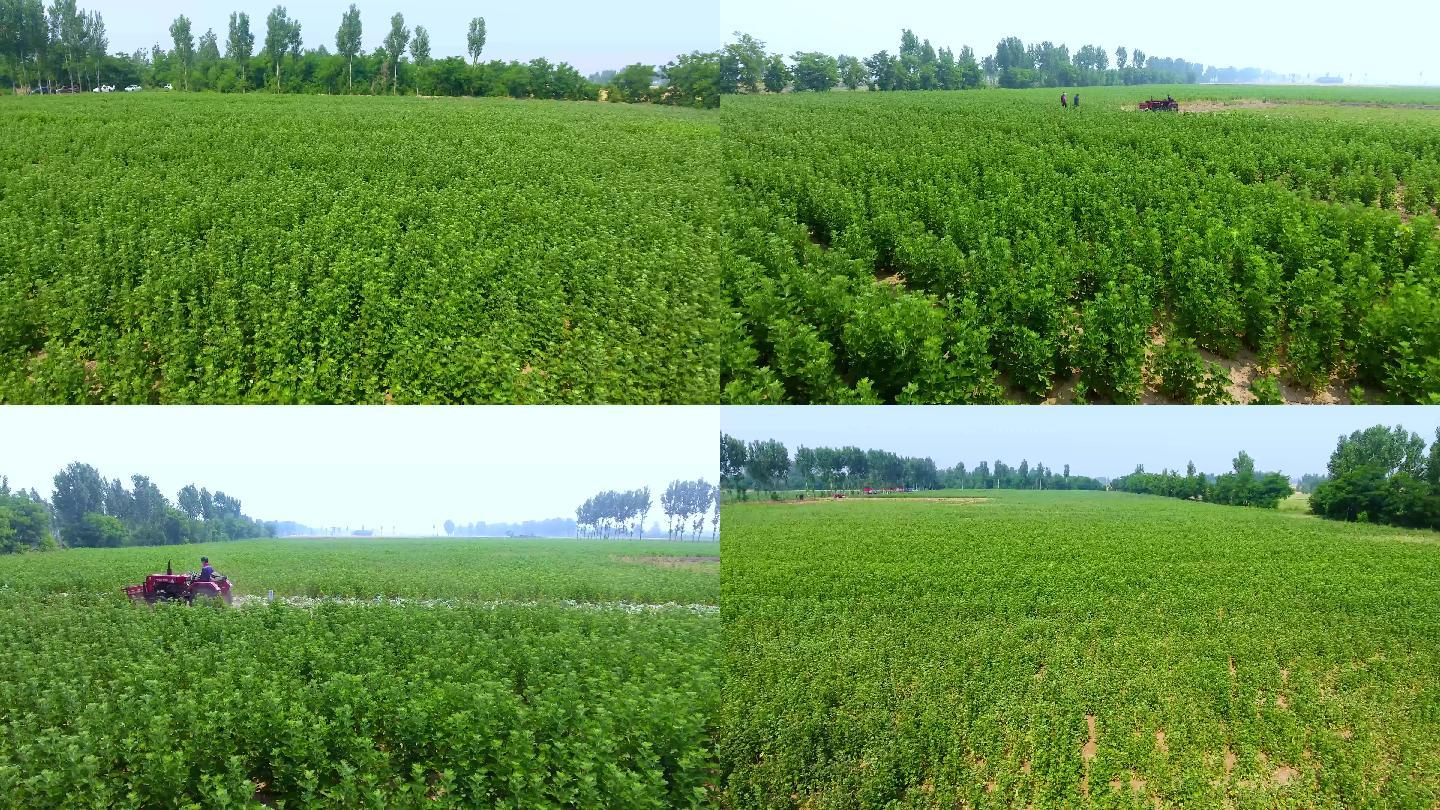 航拍艾草種植基地