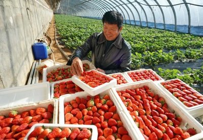 自然資源部、農業農村部:加大設施農業用地支持力度