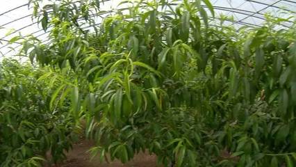 黑龍江墾區:爭當農業現代化建設排頭兵