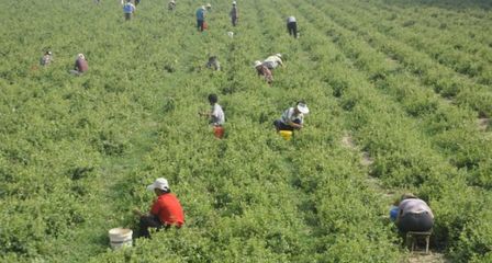 農村常見的植物,一大袋才售價50元,為啥卻惹來農民的爭相種植