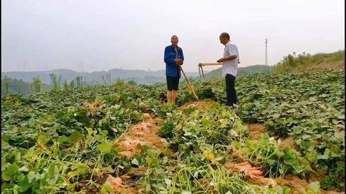 倉頭鄉趙竹園柿樹溝萬畝煙薯,紫薯,板栗薯喜獲豐收 三農 優質農產品 鄉村振興 農業種植