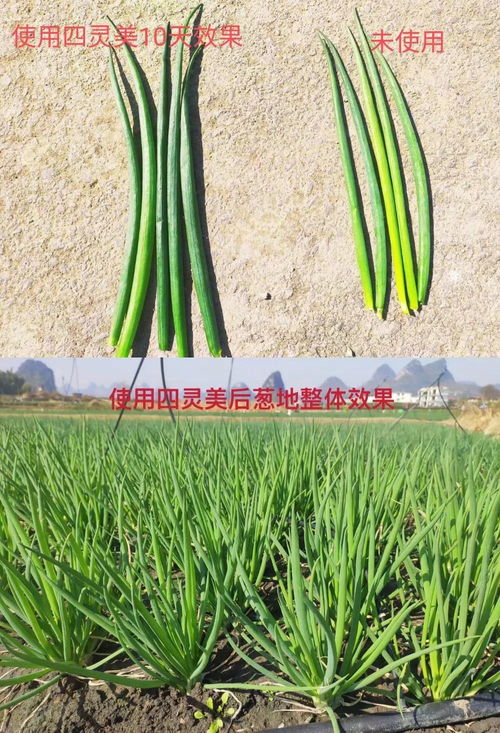 亞農 四靈美 中微量元素肥料又一個 利器