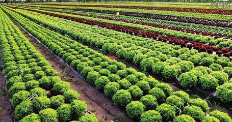 家庭種植致富項目解析