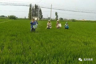 春耕用肥高峰有 禁忌 ,這13個用肥錯誤不要犯