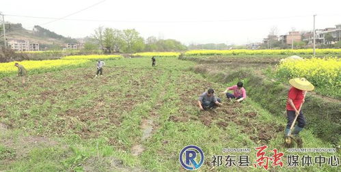 步云橋鎮 發展經濟作物種植 壯大群眾 錢袋子