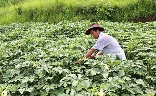 曾是致富農作物,如今大片種植后卻無人收購,網友過于夸大