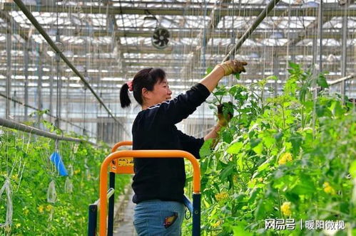自媒體人走進南和,從小寵物食品做出百億產值到現代化農業產品