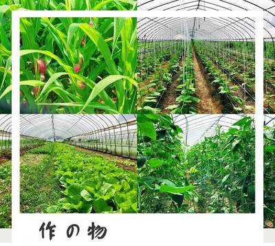 平凡的人生,不凡的夢想 --“蘋果樹小隊”榜樣人物尋訪記