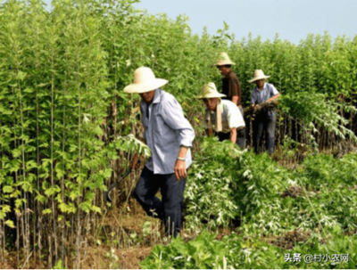 農村致富樹選擇,種植什么作物更有利可圖?