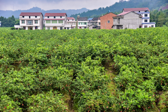 檸檬種植基地