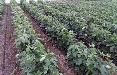 附子的種植要求