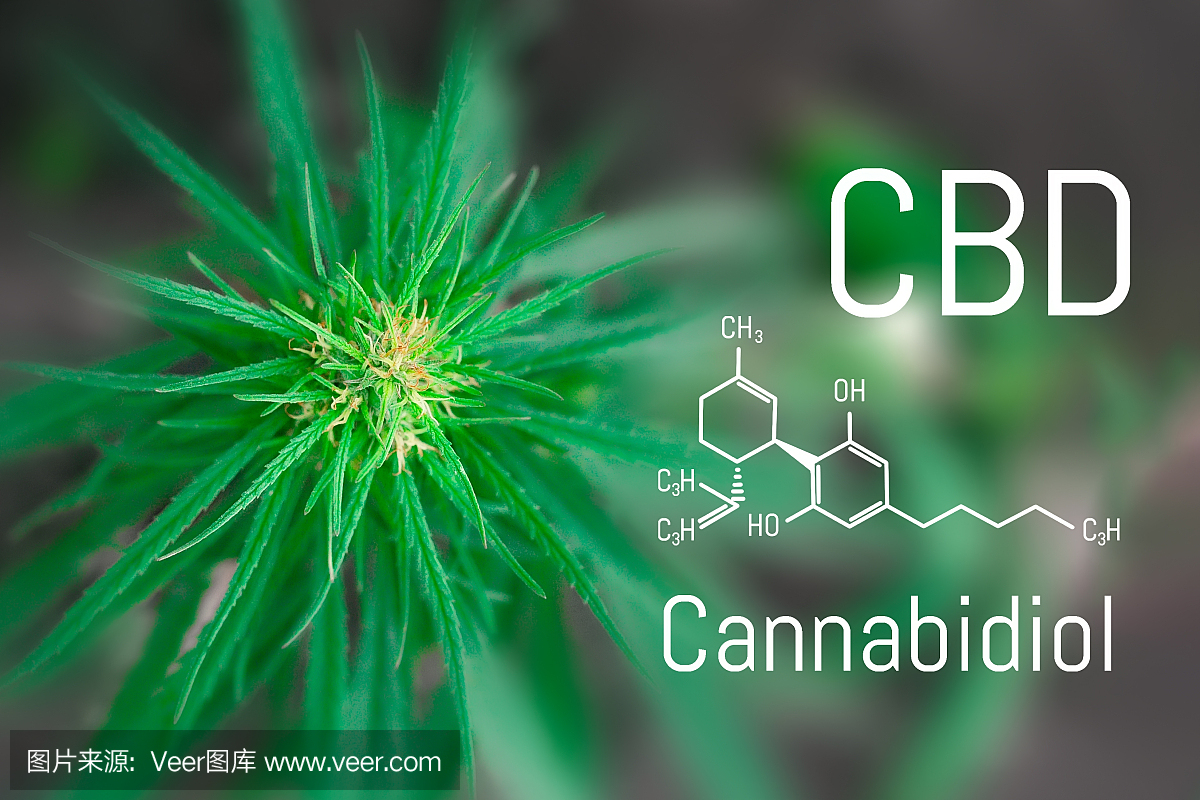 醫用大麻和大麻二酚CBD油的化學配方。種植高質量的大麻產品。為治療目的使用大麻油的概念