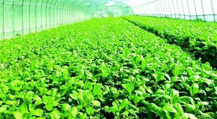 【深度剖析】對有機農業最大的誤解:就是不用肥料、不打藥