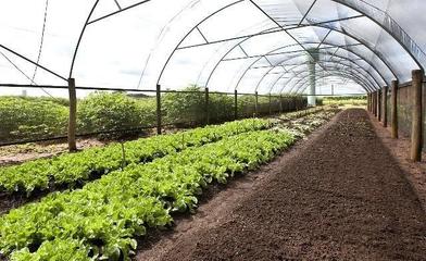 農業:種植是一門藝術
