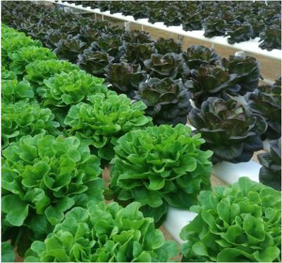 家用電器-微型植物工廠可在家種植喜歡的葉菜