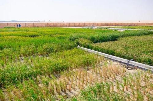 中國又一逆天發明,在沙漠里種水稻,又在全世界秀了一波