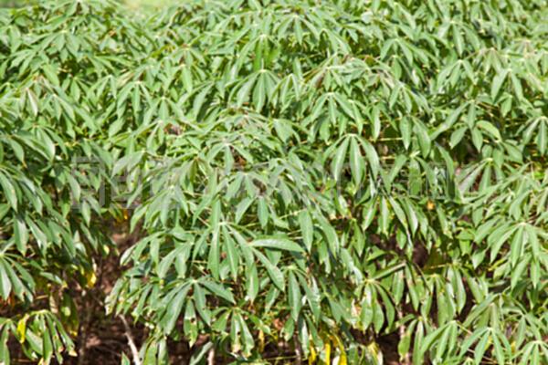 木薯樹