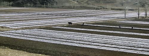 內蒙古已播農作物超過6000萬畝