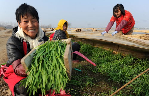 社會 蔬菜產業助農增收
