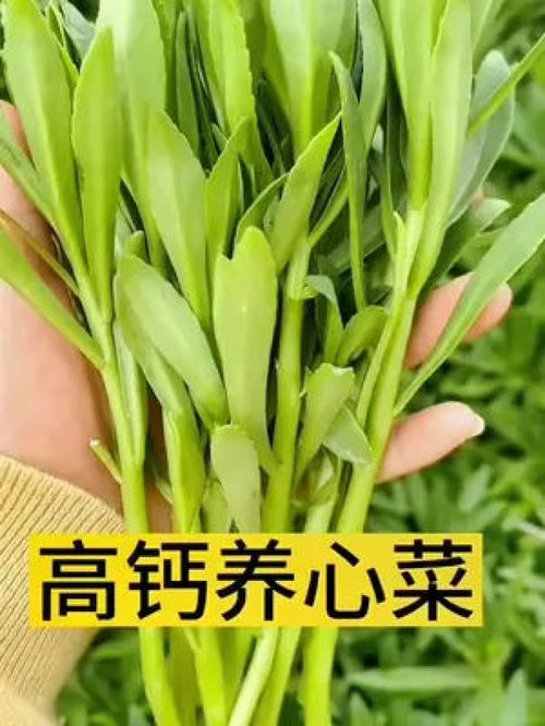 富含豐富鈣元素的 養心菜,好吃又好養, 多年生草本,種一次年年有吃不完的菜 農業種植 優質農產品 蔬菜種子