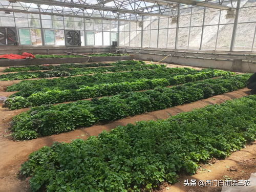谷雨種什么最好 今日頭條