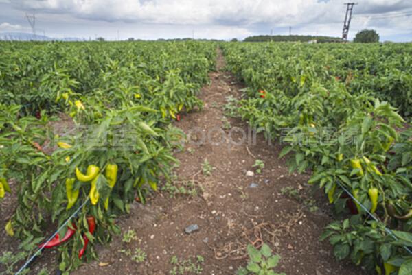 在田間種植辣椒