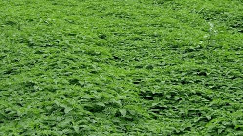 護農(nóng) 撂荒地八大類特色作物典型種植模式