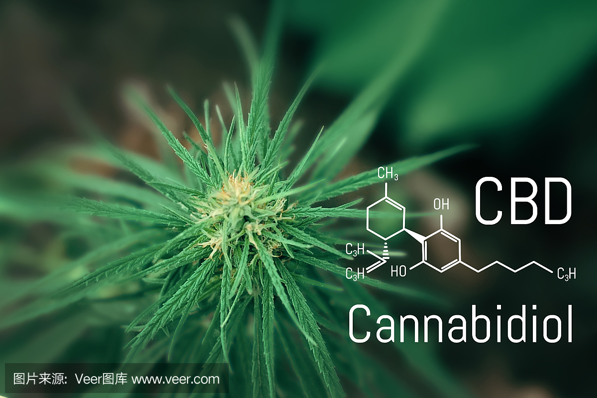醫(yī)用大麻和大麻二酚CBD油的化學配方。種植高質量的大麻產(chǎn)品。為治療目的使用大麻油的概念