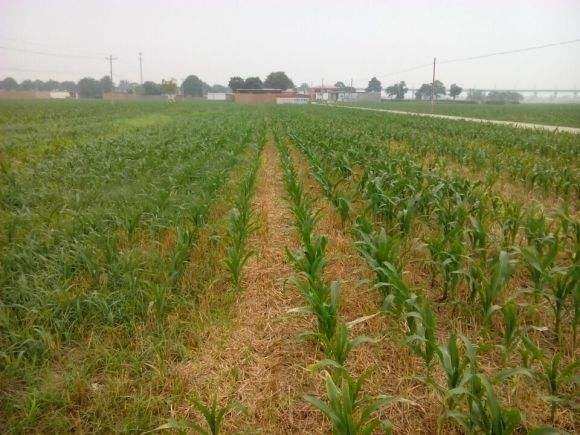 農(nóng)作物除草劑玉米地用什么除草劑最好?