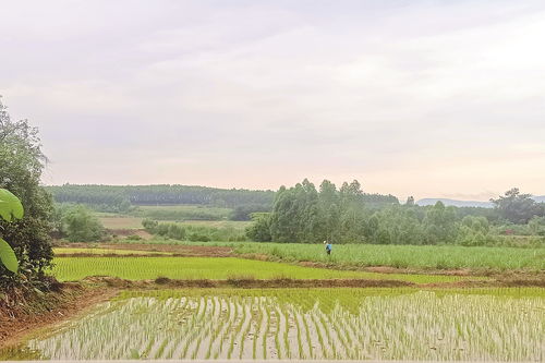 全市春種農(nóng)作物超過100萬畝