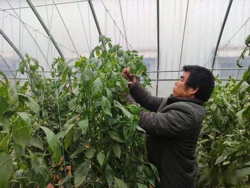 贊 賀州農(nóng)作物種植面積達66.25萬畝