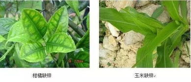 作物12種最常見(jiàn)缺素癥 咋辨 咋治全懂了
