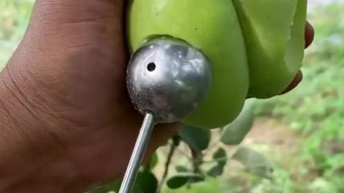 使用農(nóng)產(chǎn)品嫁接技術(shù),培育出來(lái)的牛奶蘋(píng)果,味道和銷量還是非常可觀的