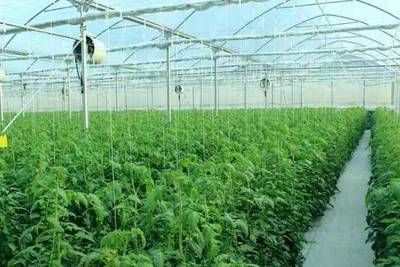 未來農業到底是啥模樣?