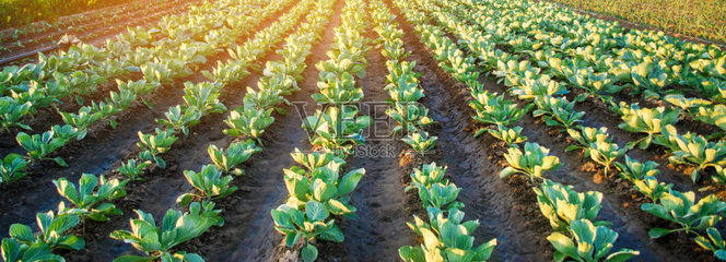 農(nóng)業(yè),蔬菜,種植園,農(nóng)作物,田地