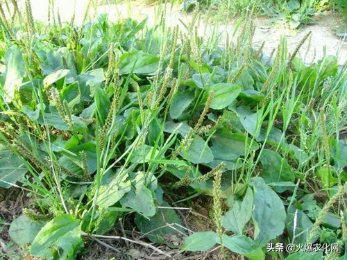 農村4種作物全砍 2021年禁止播種 一旦發現可能會罰款