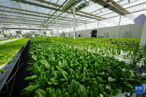 對口援疆助力戈壁興建智慧農業植物工廠